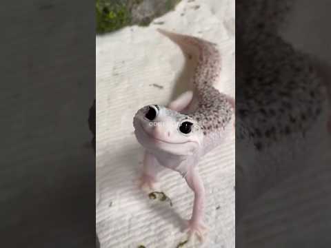 Curiosidades: Animais que você gostaria de tocar mas NÃO PODE! #bichos #curiosidades #fatoscuriosos