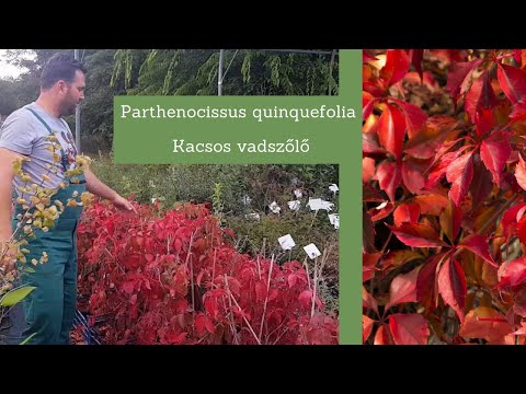 Őszi színpompa a kacsos vadszőlővel | Parthenocissus quinquefolia – Kacsos vadszőlő