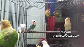 Download lagu Suara LOVEBIRD PAUD Koloni cocok buat pancingan Ngekek mp3
