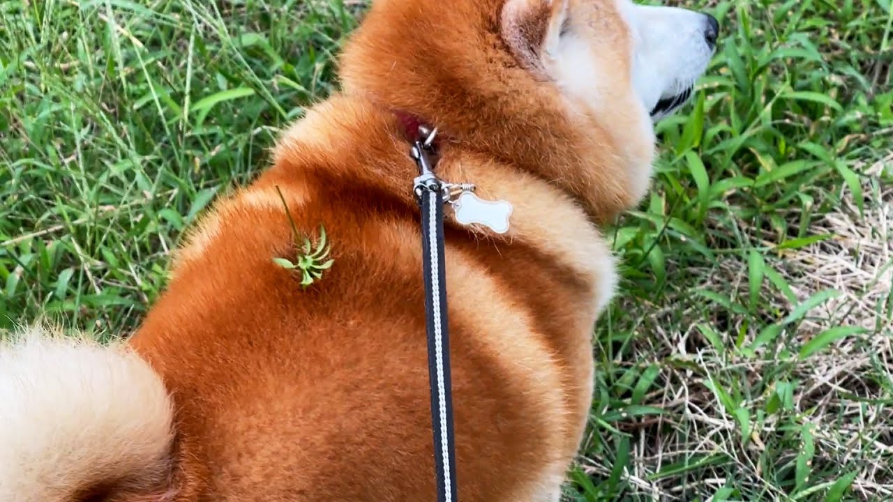 柴犬ラジコンぶいんぶいん