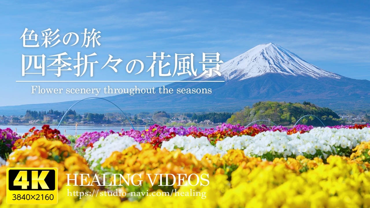 【癒し】色彩の旅！四季折々の花風景｜咲くたびに新たな感動と四季の花（花のある風景VOL.4）をお楽しみください。「4K風景映像・実写」