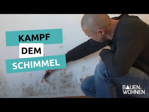Fight mold - How to get rid of it | BUILDING & LIVING
