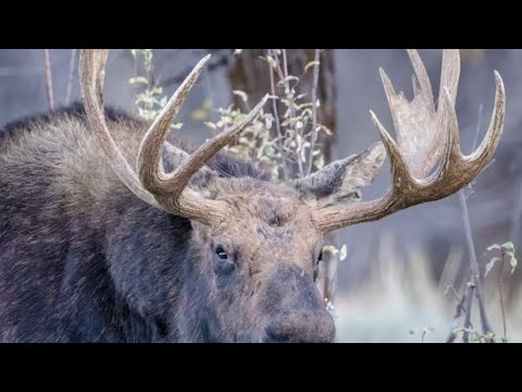 💥✈️🍁🍂Valea Oltului filmată cu drona 🚁🇹🇩 4k #valeaoltului #olt #drone #dronevideo #calimanesti #dn7