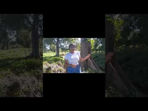 Finca Nahualapa, tour guiado|San Jorge, Rivas 