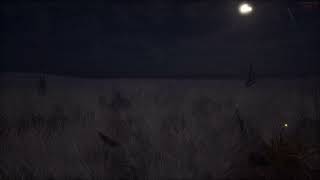 Prairie Night Atmosphere with Fireflies | Sounds for Sleeping and Relaxation  | Crickets Chirping