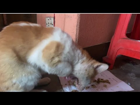 Stuck bone in cats mouth while eating meat