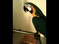 Macaw / Parrot cursing (Angry Bird saying WTF ...