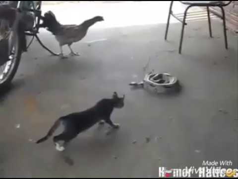 CAT AND SNAKE FIGHTING BEST COMEDY