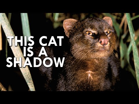 Shadow Cat: One Of The Rarest Cats In The World