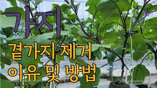 가지재배를 하면서 필수관리인 곁순제거 방법 및 이유