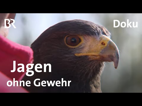 Jagd ohne Gewehr: Bei der Falknerausbildung - Beizjagd | Zwischen Spessart und Karwendel | BR
