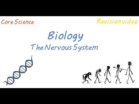B1: The Nervous System (Revision)