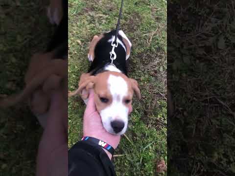 Perros Beagle en venta