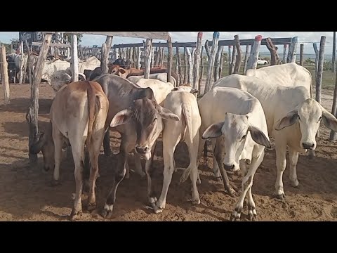 FEIRA DO GADO EM JUREMA_PE 07_03_2026 