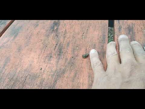 PEQUEÑA RANITA LaguNA DE DOÑA ANA PARAISO CARTAGO