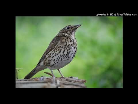 07. Dele TDJ... Colo - Francisco Lomuto - Fernando Diaz - 24-09-1931