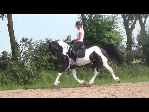 Stal Okkema's Edsard