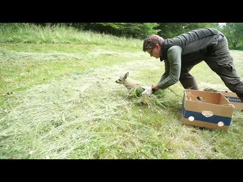 Kitz mit Drohne gerettet