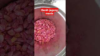 Download lagu tanam jagung manis mp3