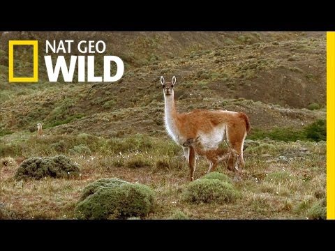 Frolicking Baby Guanacos | Extreme Survivors