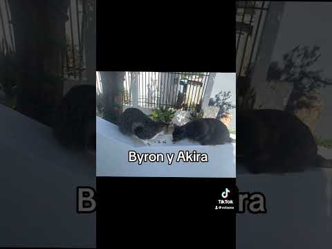 Byron y Akira les desean buen día 😻😍 #tnr #cat #gatoscuriosos #happycat