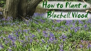 How to Plant Bluebells - Brimwood Farm&#39;s New Bluebell Wood