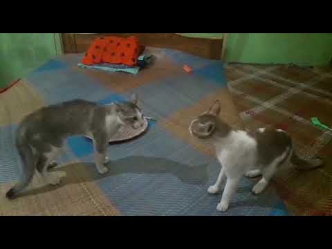 cat 🐱🐱🐱 fight