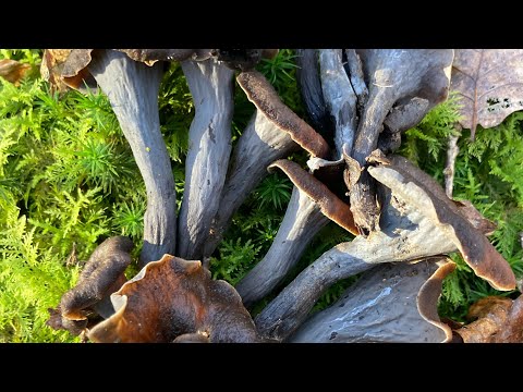 Corne d abondance et pied de mouton avec mon voisin …🍄🍄