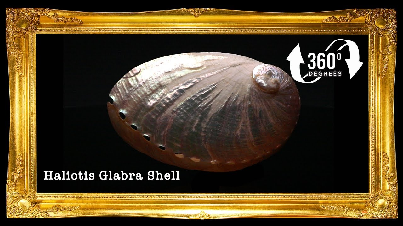 Abalone Long | Donkey's Ear Abalone | Pearlized | 2.5 - 3 Inches