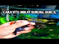 SUARA KUTILANG RIBUT DAN BURUNG BURCIL AUTO PANEN