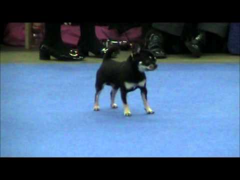 Helsinki Winner 2010 11.12.2010 Smooth coated Chihuahuas part  8