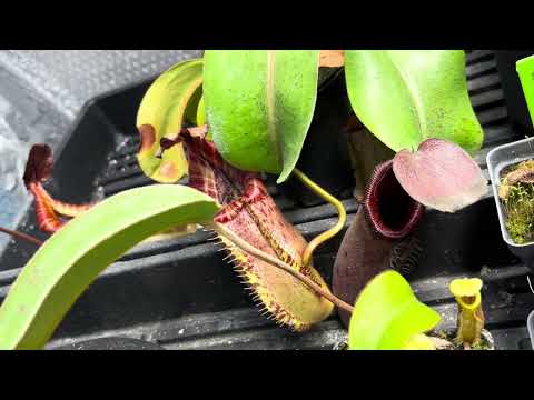 Highland greenhouse tour!