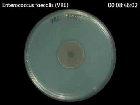 comment traiter enterococcus faecalis