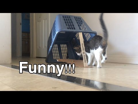 How to catch a cat (homemade cat trap)