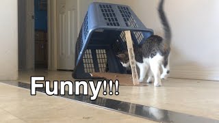 How to catch a cat (homemade cat trap)