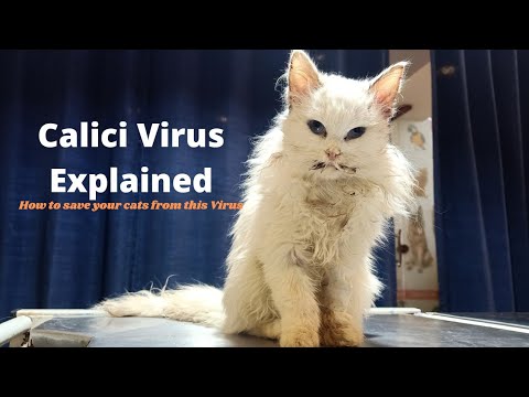 Poor Persian cat in miserable condition | Calici Virus Treatment | Aliyan Vets