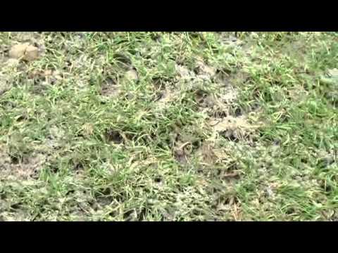 ZTE Aréna centerpálya állapota ZTE - Vidi meccs előtt