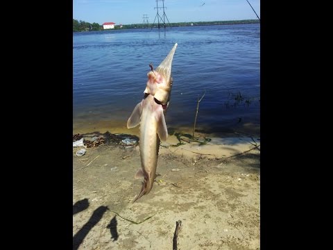 Американский сом,Муромское озеро,Шатура