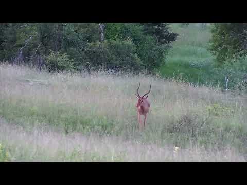 Djuma: Impala ram - 18:32 - 01/15/2023