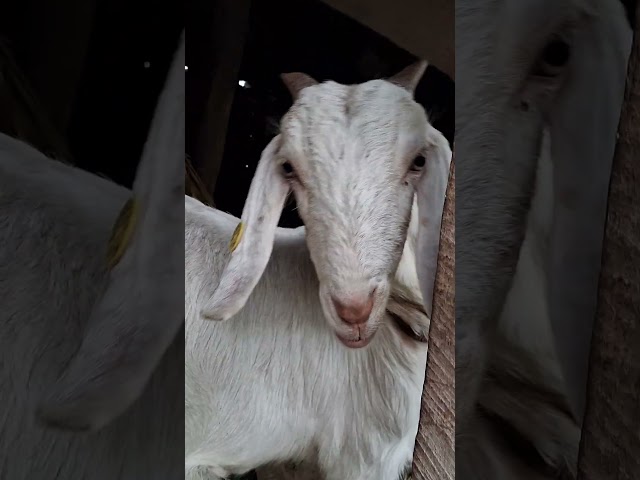 Nepal Village Tour Video