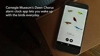 Dawn Chorus alarm clock app