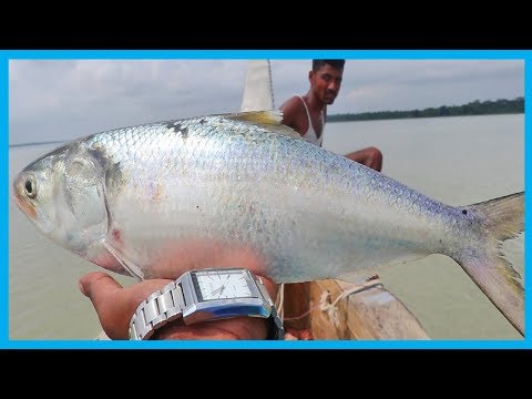 Amazing Fast Hilsa Fishing Skill (PART 23) - Catching Hilsa Fish Big on the Sea