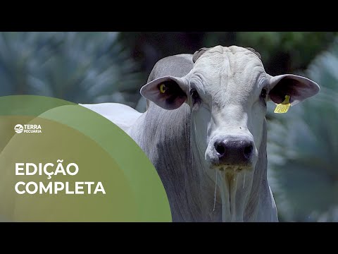 TERRA PECUÁRIA - EDIÇÃO COMPLETA 30/11