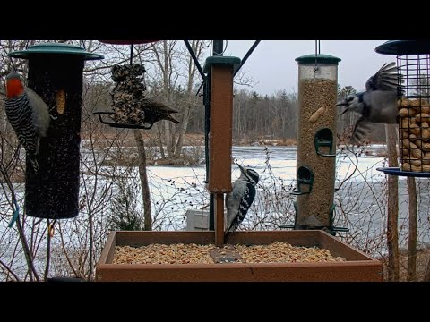 Several Species Arrive For A Breakfast Party At Cornell Feeders – Jan. 21, 2026