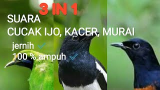 Download lagu MASTERAN MURAI, KACER, CUCAK IJO KOMPILASI mp3 Download lagu MASTERAN MURAI, KACER, CUCAK IJO KOMPILASI mp3