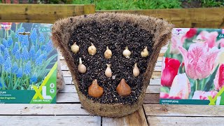 🌷 How to Plant a Bulb Lasagne (flowers from Feb to June in ONE POT)