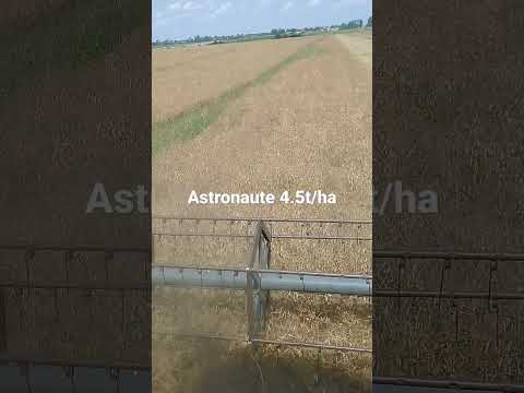 Groch siewny Astronaute 2021/ John Deere 2266 zbiór