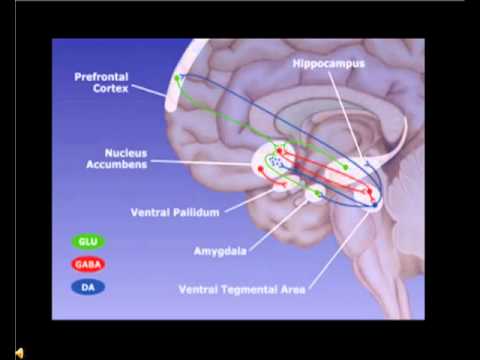 MUDr. František Koukolík DrSc. - Mocenská posedlost(přednáška o stejnojmenné knize)