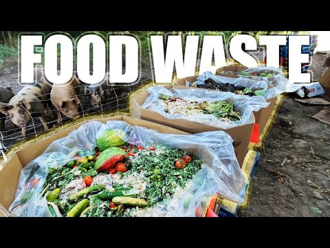 HOW TO FEED PIGS FOR FREE!