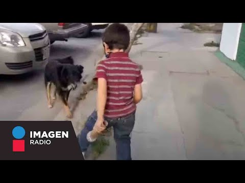 Niño hace reportaje sobre perritos callejeros; se viraliza